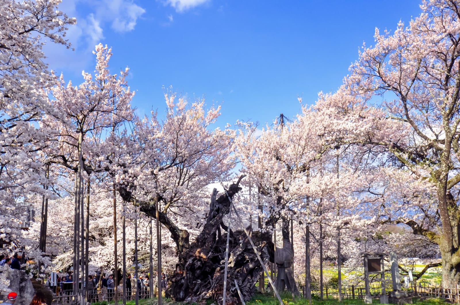 山梨 県 の 桜の 名所