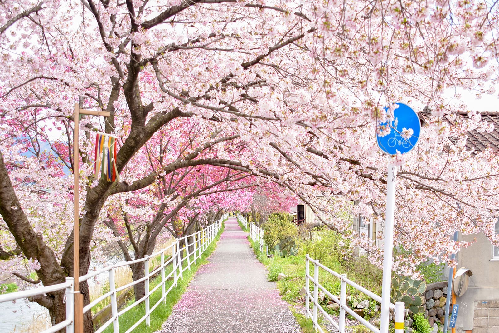 山梨 県 の 桜の 名所