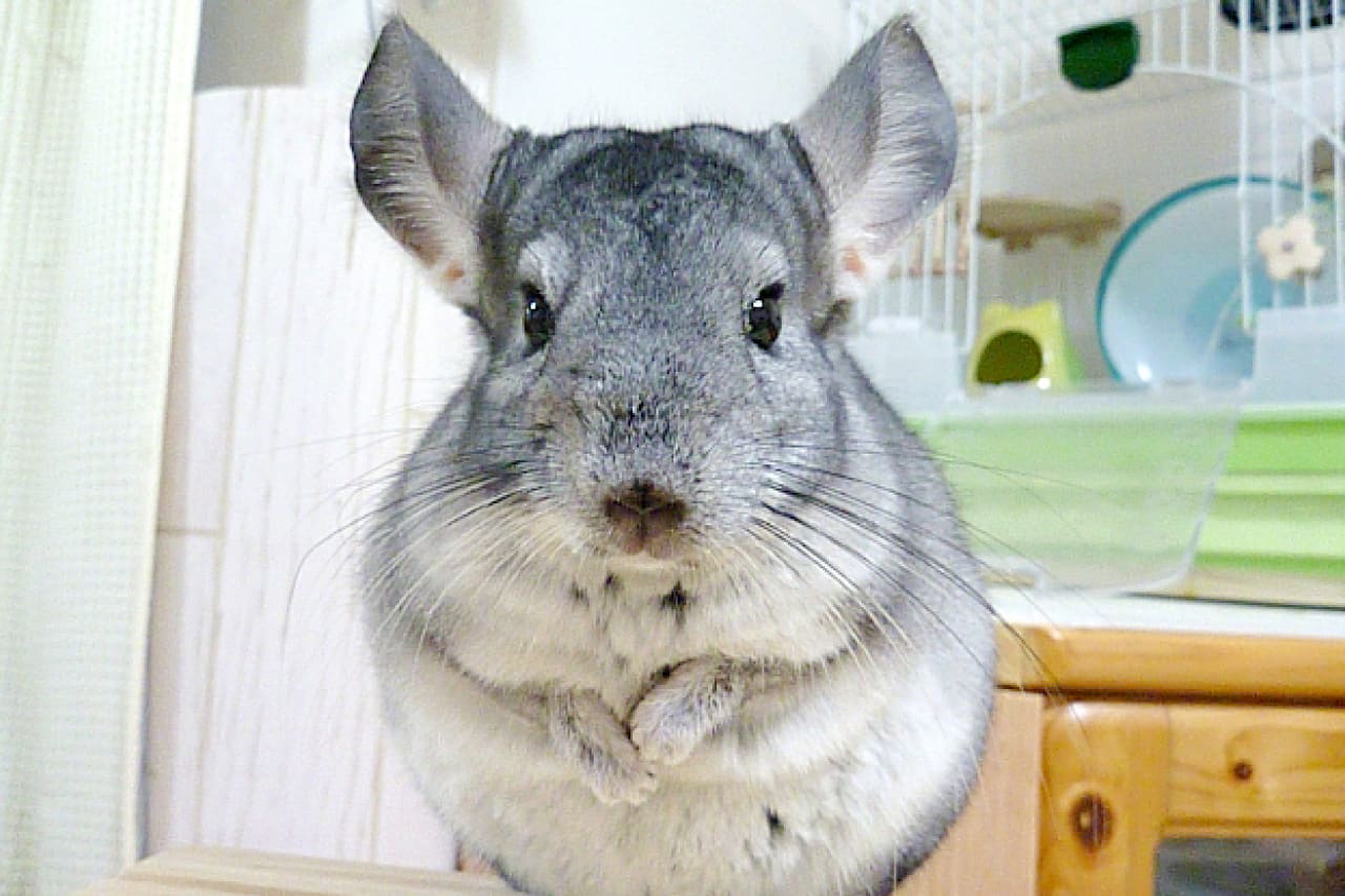 チンチラ と は