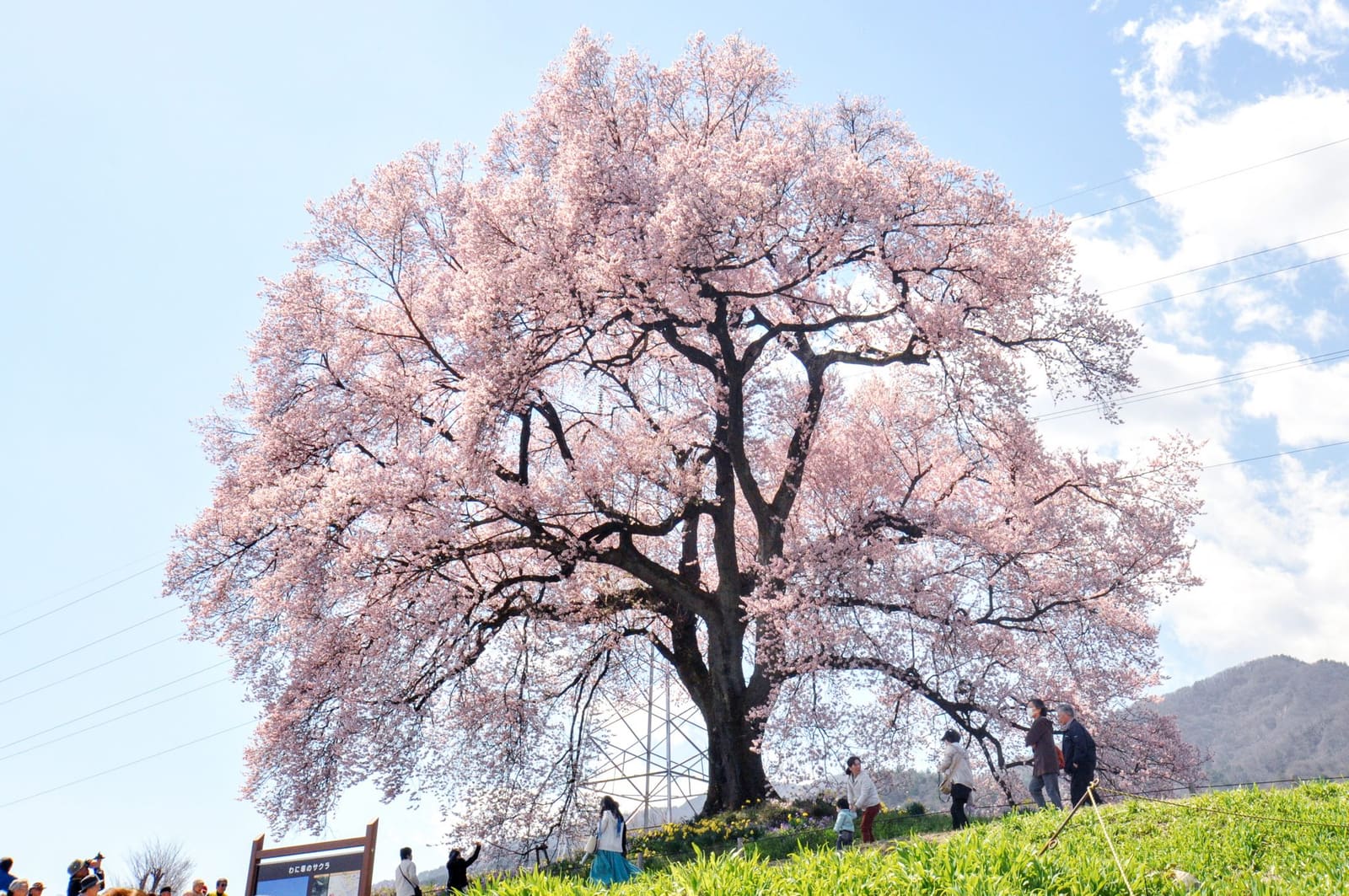 わ に 塚 の 桜