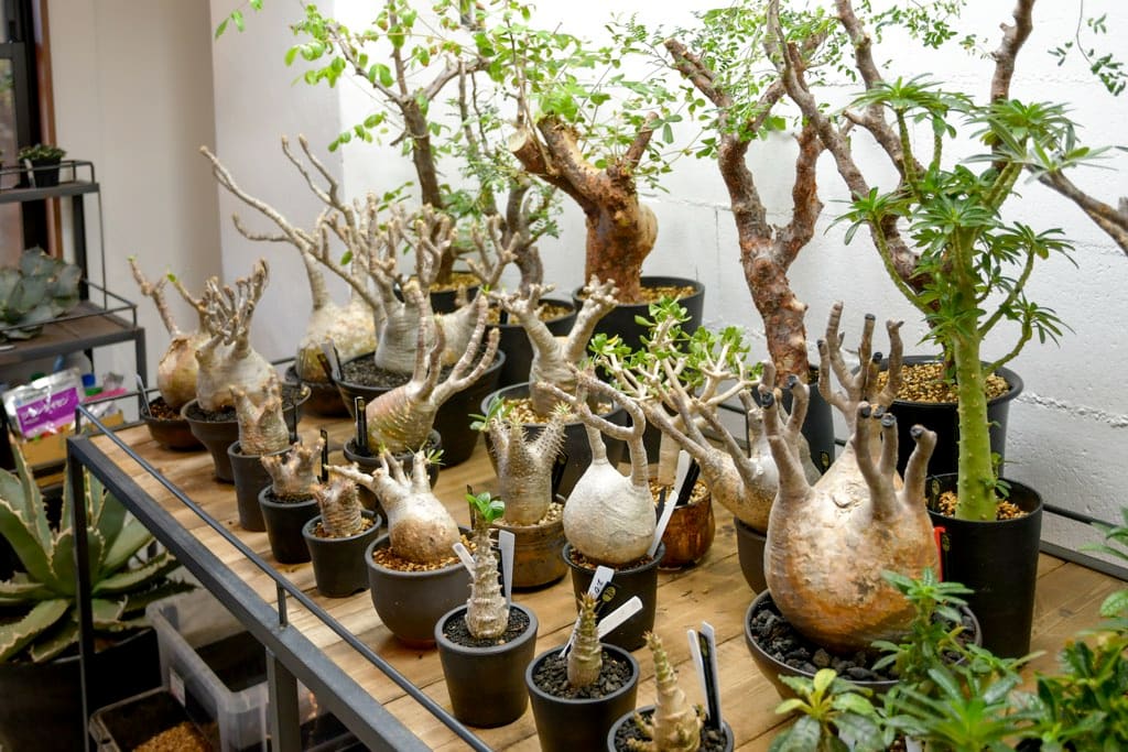 Mt.Fuji Plants | PORTA