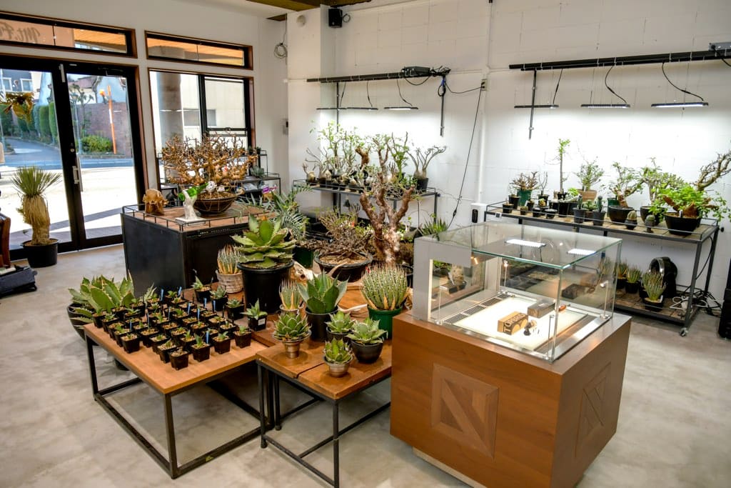 Mt.Fuji Plants | PORTA